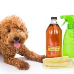Pet Creatures and the strength of Flea Spray
