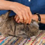 Pet Rabbits Care and Grooming Basics