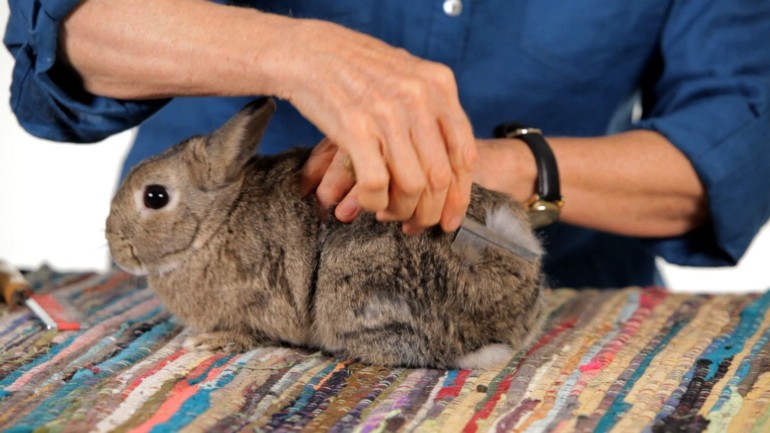 Pet Rabbits Care and Grooming Basics