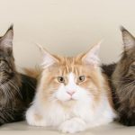 Help guide to Showing Cats