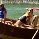 A Quick Guide To Select Your Dog