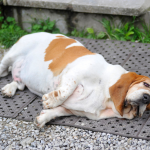 Why Pet Creatures Become Fat