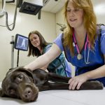 Affordable Veterinary X-Ray Options