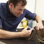 Need-to-Know Details About Veterinary Insurance For Your Pet