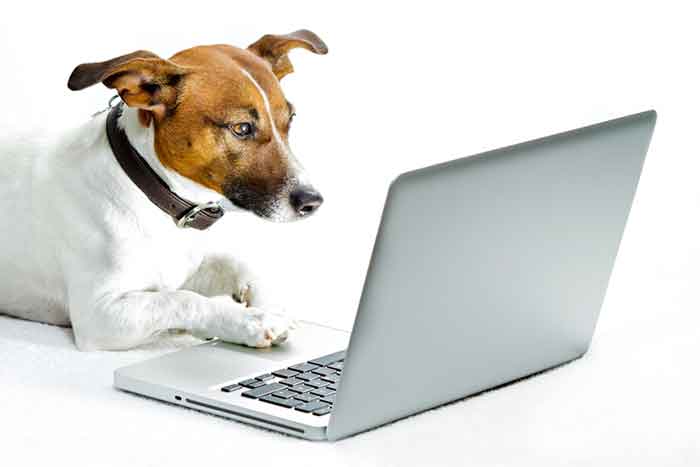 Pet Profiles and How to find a Pet Online