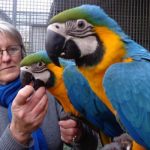 Parrots As Pets for Everybody
