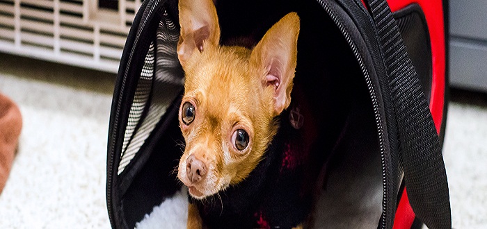 Quality, Knowledge, Choices: Key Words for the Pet Owner