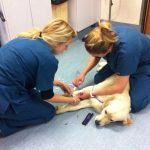 Call the Experts for Quality Vet Services in North Ryde