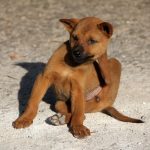 What Do Flea Bites Look Like On Your Cats And Dogs?