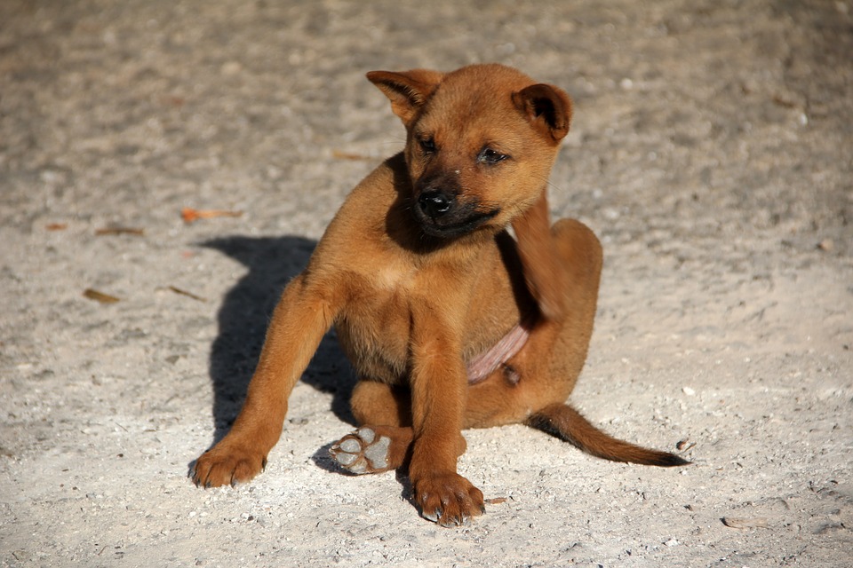 What Do Flea Bites Look Like On Your Cats And Dogs?