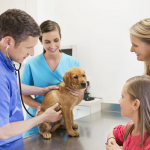 Finding the Right Veterinarian Doesn’t Have to Be Difficult