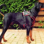Check These Tips Before Shopping For Dog Harnesses