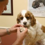 How to care about your pet?
