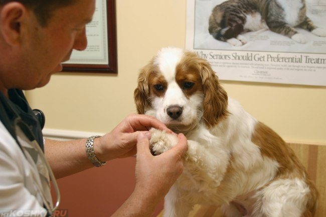 How to care about your pet?