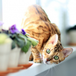 Top Tips You should Remember if You Want a Bengal Cat