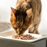 The Challenges of Dry Cat Food