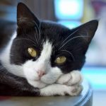 Home Remedies for Your Cat’s Upset Stomach