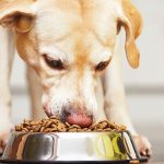 Choosing the best Natural Dry Pet Food
