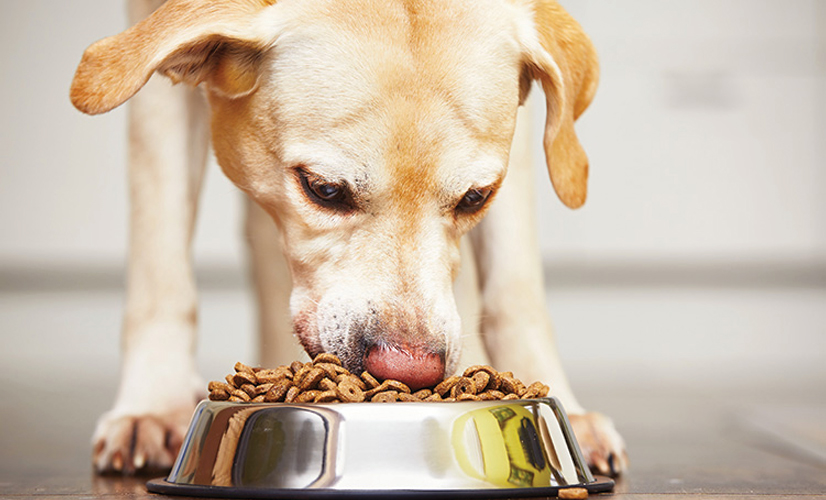 Choosing the best Natural Dry Pet Food