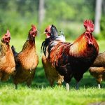 How to Care for Poultry