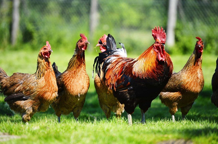 How to Care for Poultry