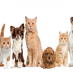Purchasing Pet Supplies to Make Your Pet Feel Comfortable