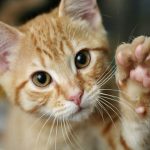 Top 5 Ways Of Stopping Cat From Biting