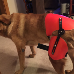3 Tips To Improve Your Dog’s Joint Health