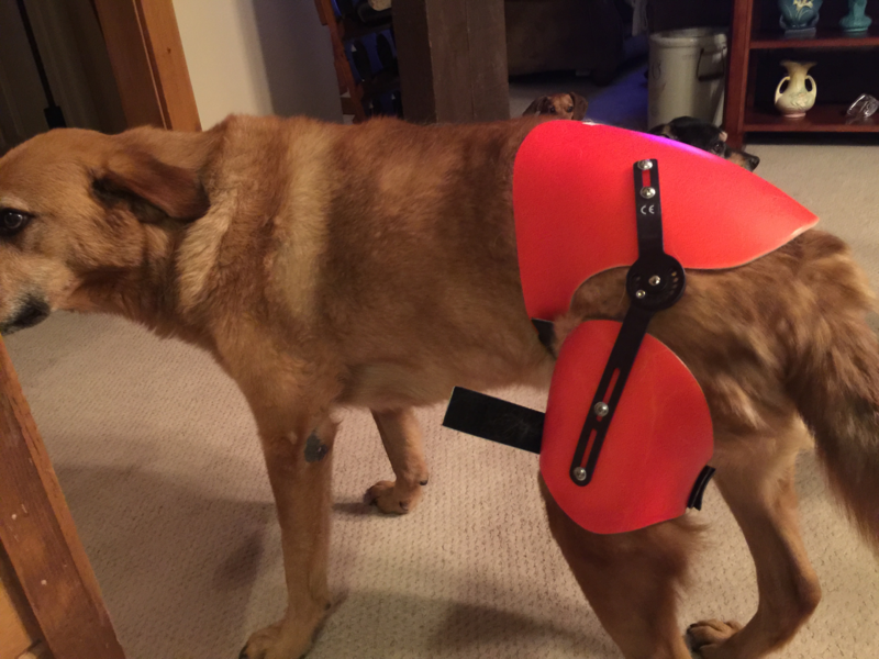 3 Tips To Improve Your Dog’s Joint Health