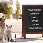 8 Main Benefits of CBD Hemp Oil For Pets