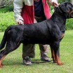 Petrelocation.sg – The Best Way to Import Dogs
