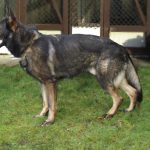 All You Need to Know About Protection Dogs