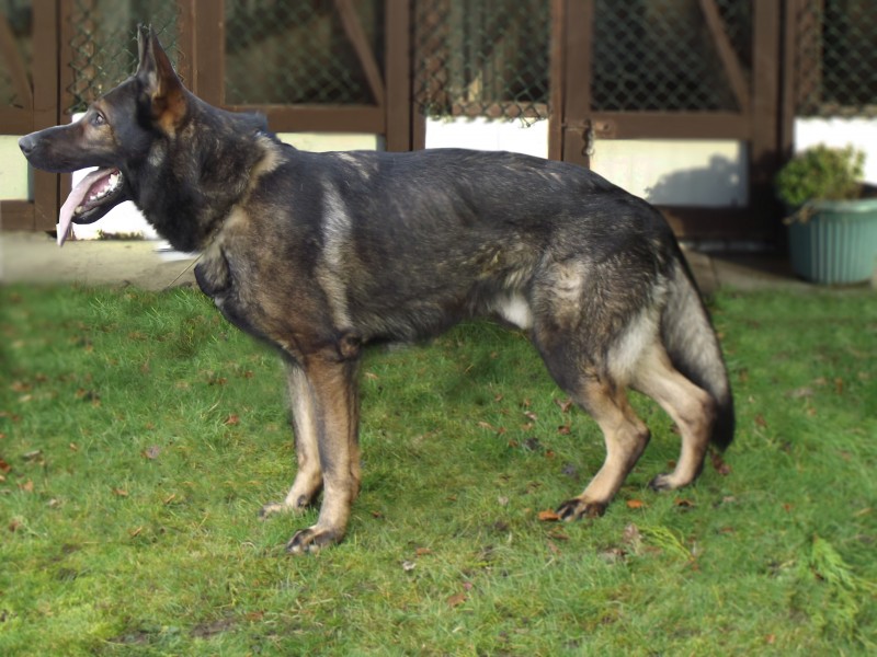 All You Need to Know About Protection Dogs