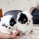 Puppies for Sale – Where to Find One?