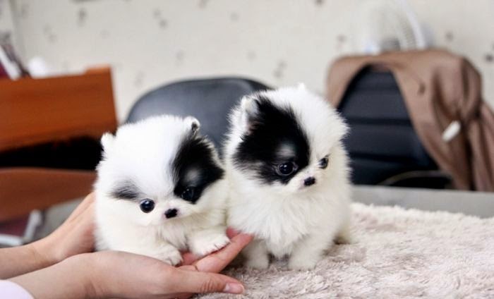 Puppies for Sale – Where to Find One?
