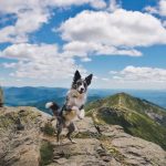 Tips to make your dog stop from jumping