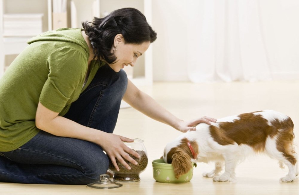 Role of probiotics in dogs’ food