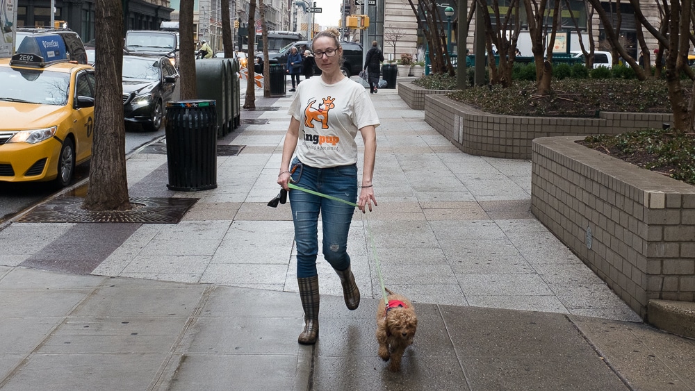 The Dog Walker’s Guide to Choosing A Dog Walker