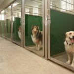 Tips for Boarding Your Dog