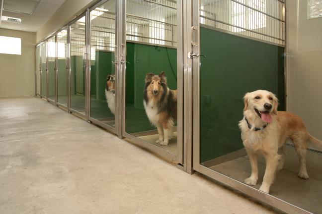 Tips for Boarding Your Dog