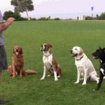 3 Benefits To Sending Your Dog On a Training Course In Great Notley.