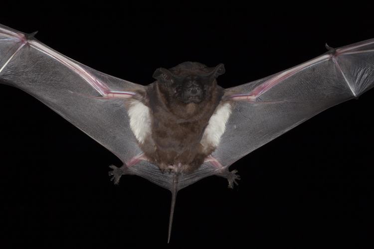Three Signs You Have Bats in Your Attic