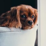 How You Can Provide a Comfortable Home for Your Puppy