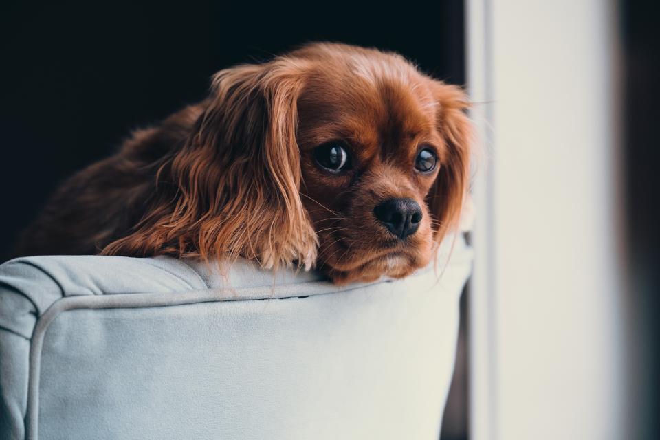How You Can Provide a Comfortable Home for Your Puppy