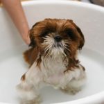 Why It’s Important to Groom Your Dog