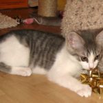 What Toys are Best for Cats?