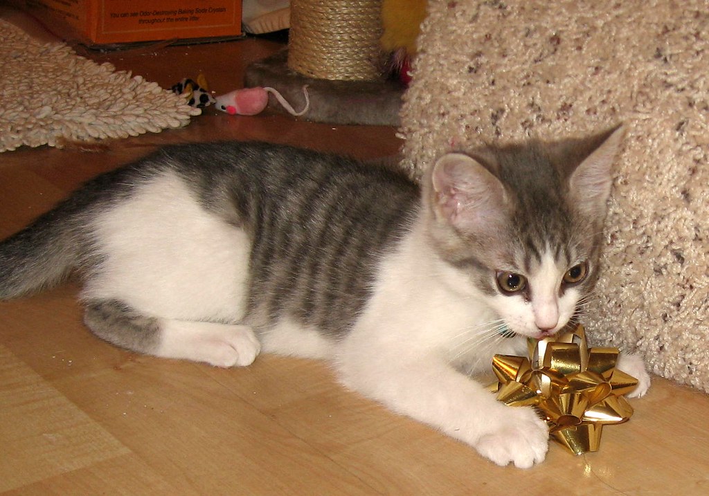 What Toys are Best for Cats?