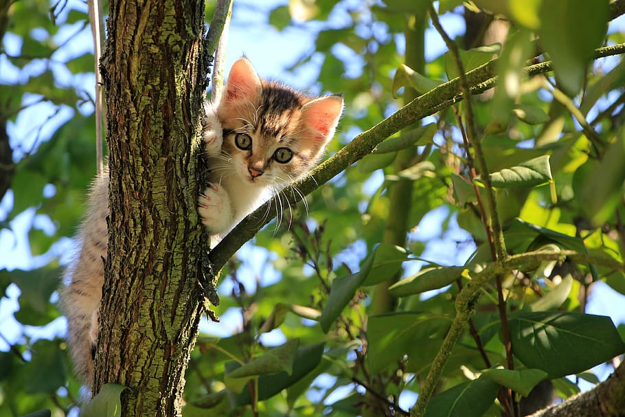 Why are Cat Trees essential to Cats and Their Owners.