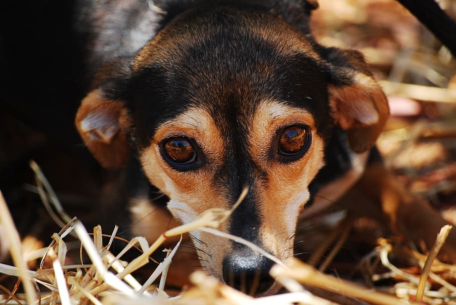 Separation Anxiety in Pets
