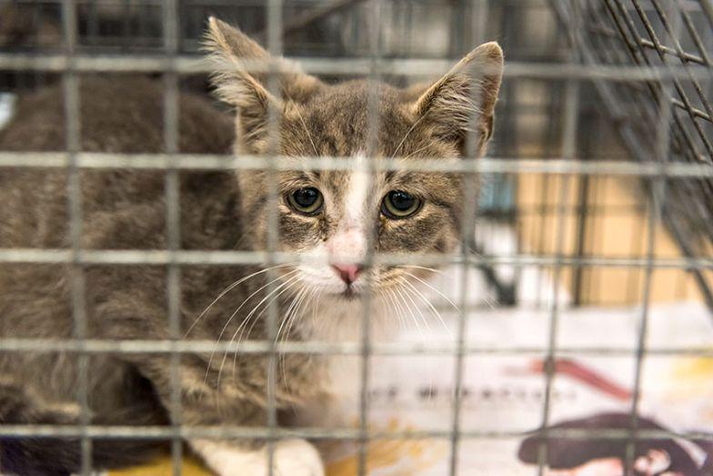 Should You Try to Rescue a Feral Cat